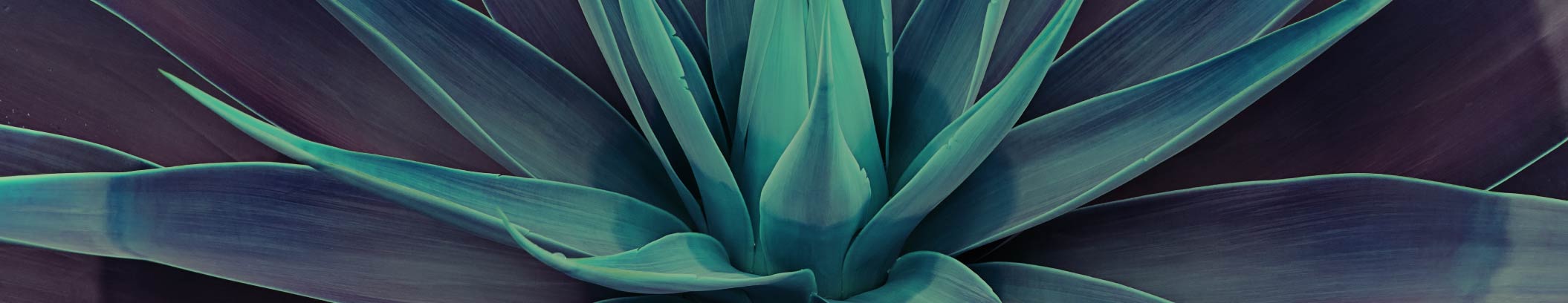 7 increíbles propiedades de la inulina de agave